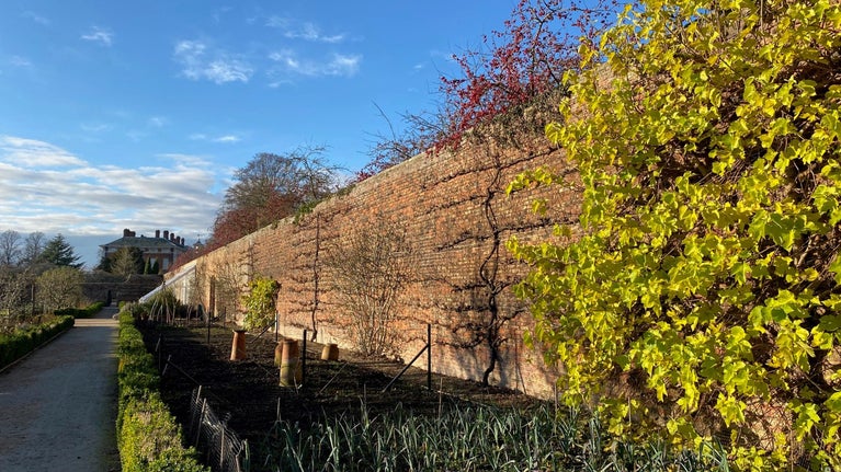 View along a walled garden with trees on walls, a hall in the distance and blue skies above